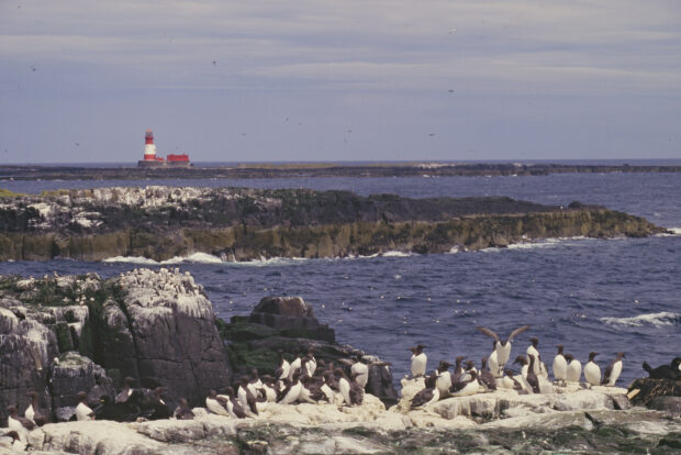 Farne Islands guillemot colony