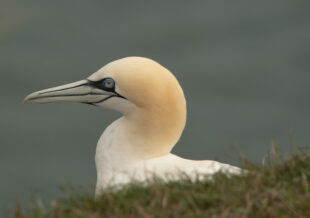 Northern Gannet