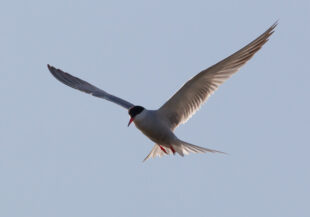 Common Tern