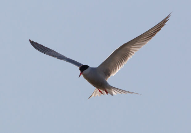 Natural England’s response to avian influenza in wild birds – August ...