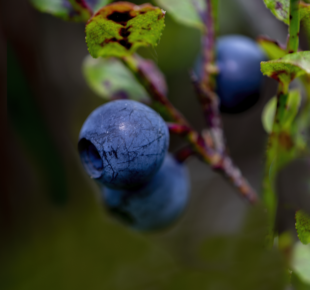 Image credit: Richard Lindsay, UEL – Bilberry