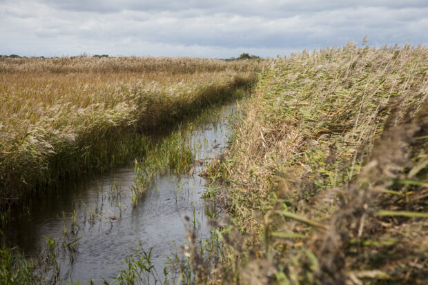 Reed bed with water channel passing through