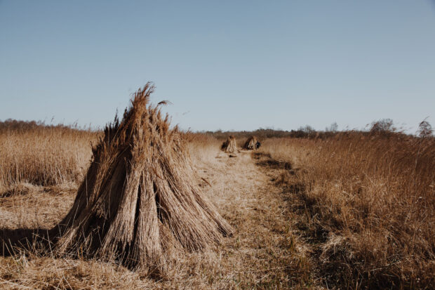 Bundles of cut reed stacked into a pile