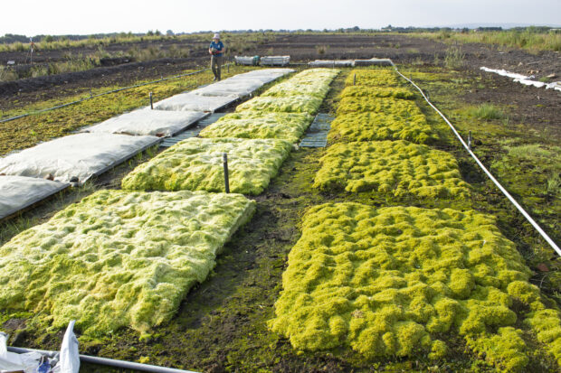 Experimental set up to farm Sphagnum using different treatments, with varying rates of growth
