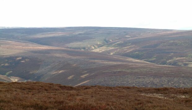 Typical hen harrier upland breeding habitat