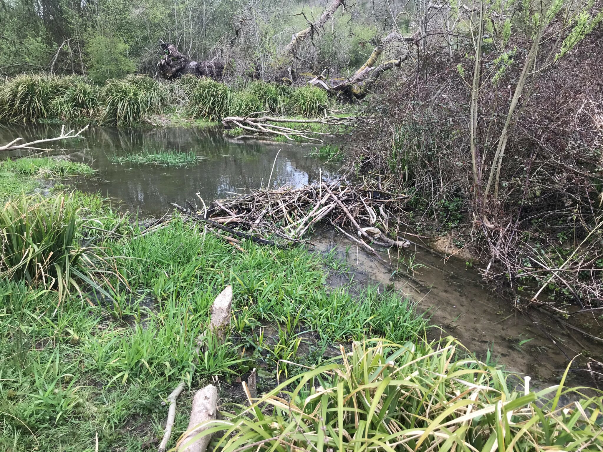 Beavers are now legally protected in England the licensing regime