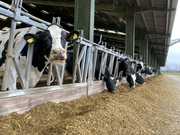 Farm cows within a feeding station 