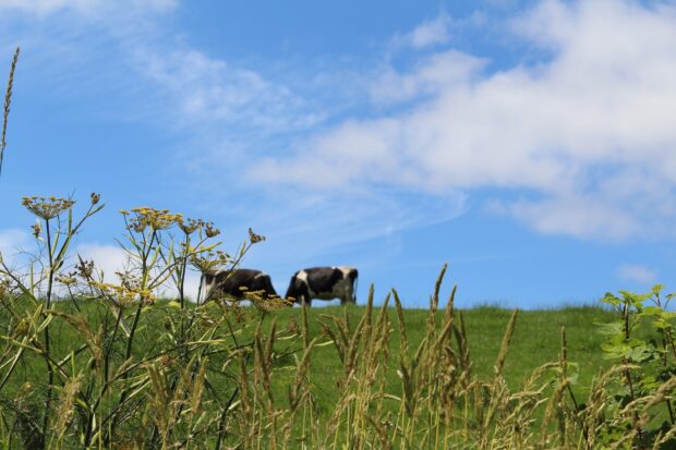 Two cows grazing on a gr