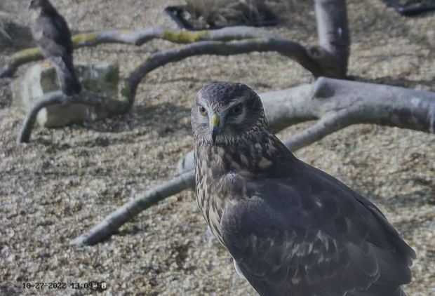 Female hen harrier, part of the Southern Reintroduction project