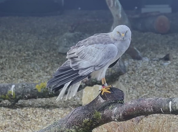 Male hen harrier, part of the Southern Reintroduction project