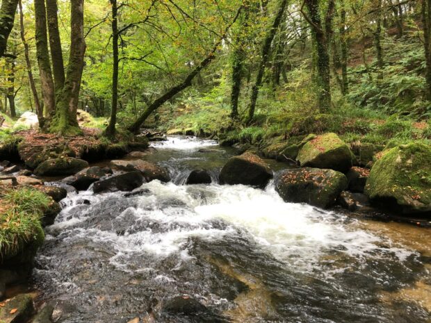 Golitha Falls NNR, cascading waterfall in woodland area 