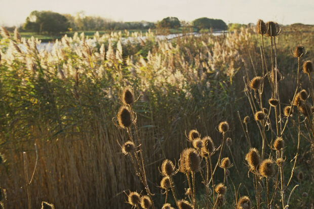 Reed lagoon