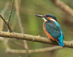 A kingfisher bird is sitting on a branch, watching something in the distance 