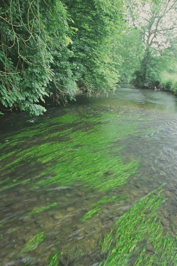 Water crowfoot near Croxhall River Mease Site of Special Scientific Interest Staffordshire