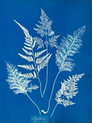 Figure 1- A cyanotype print from Anne Atkin’s book