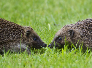 European Hedgehogs © Natural England - Allan Drewitt