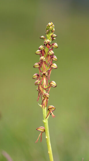 Man Orchid, Orchis anthropophora © Natural England - Allan Drewitt