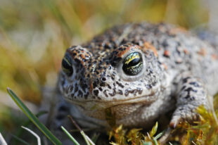 Natterjack toad, Epidalea calamita © Natural England - Peter Roworth