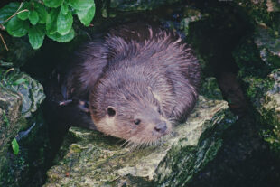 Otter © Natural England - Michael Hammett