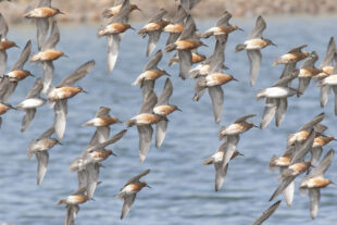 Red Knots, Calidris canutus © Natural England - Allan Drewitt