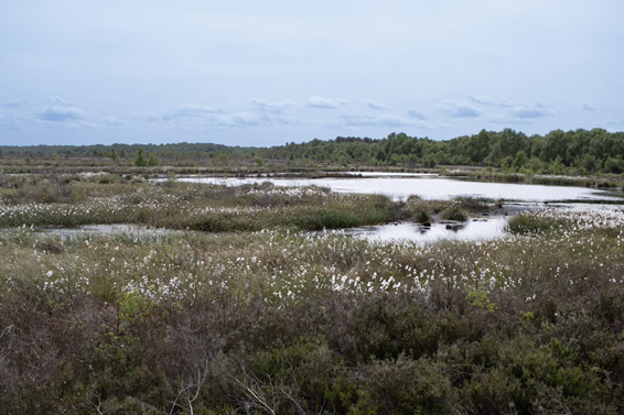 Hatfield Moors - photo shows the moors recovering with native plants springing up across the moor