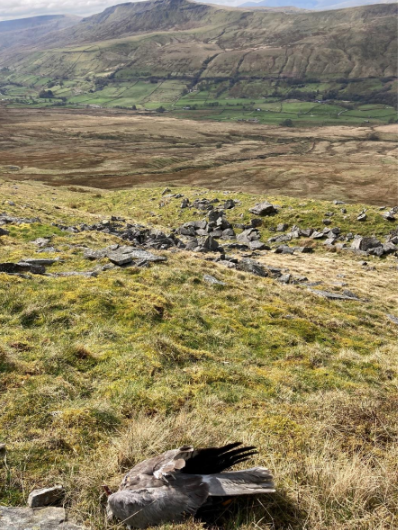 Body of hen harrier named Free as found