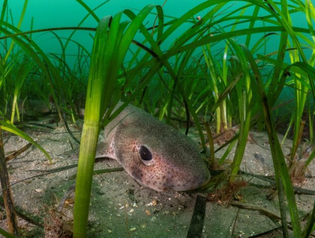 A photo captured of a cat shark swimming at the bottom of the sea, surrounded by long seagrasses