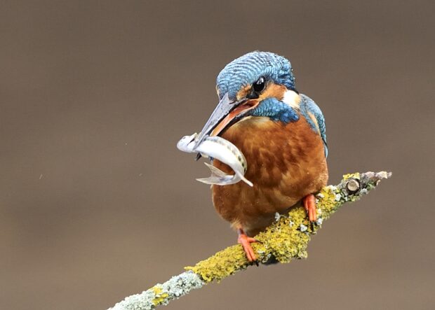 A king fisher sits upon a mossy branch with a small fish in its beak