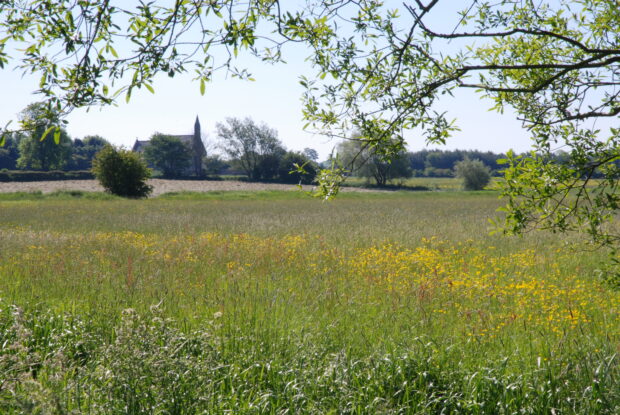 An open grassy meadow, with yellow wildflowers growing. Trees stand on the horizon, and some branches hang overhead. 