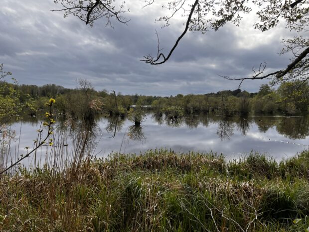 A view of Dillington Carr SSSI, part of Wendling Beck Environment Project