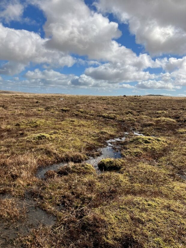 Lack of Habitat structure and short sward