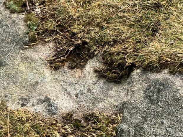 Over Grazed Heather and other Dwarf Shrubs - Okehampton