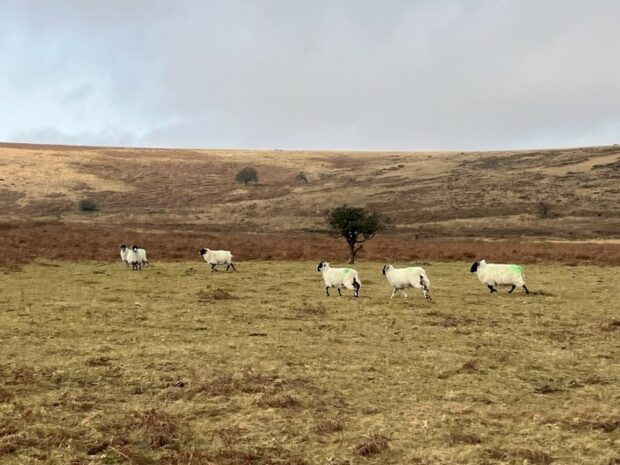 Sheep grazing on dartmoor - the landscape is brown and poor condition where the sheep have been overgrazing. there are 5 sheep white within the picture, hills rolling in the background.