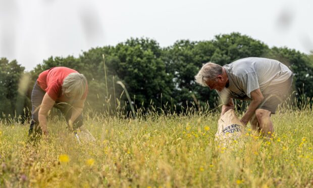 Two Marden Farmers harvesting yellow rattle seed amongst the tall grasses. There are trees in the background.