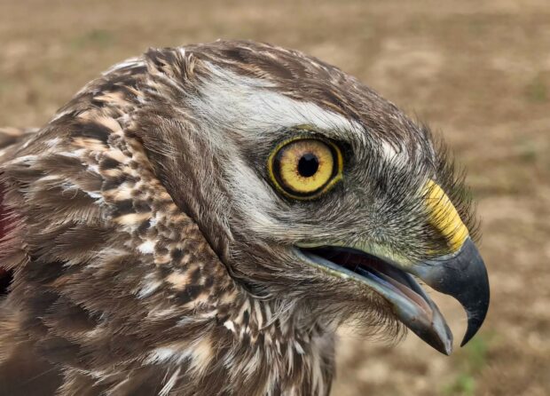 Close up shot of a female hen harrier bird