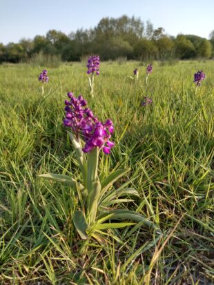 Green Winged Orchids grow amongst the grassy fields, their bright purple flowers are distinct against the green grass. Trees stand in the background. 