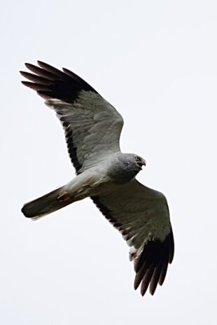 Picture of a male hen harrier in flight. 