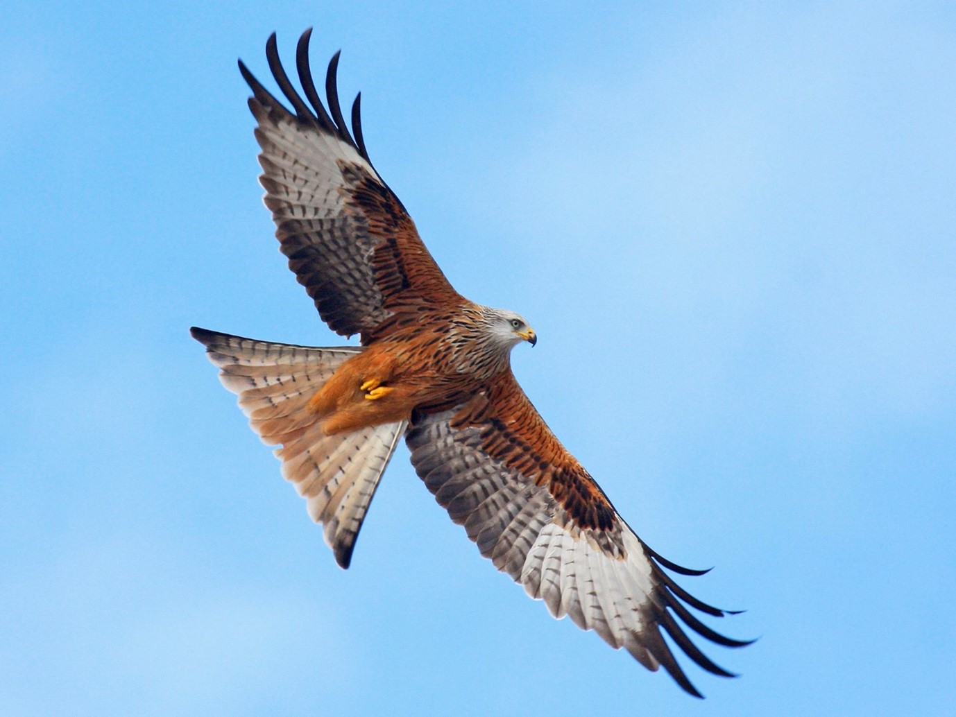The England Species Reintroduction Taskforce The Story Continues The England Species Reintroduction Taskforce The Story Continues