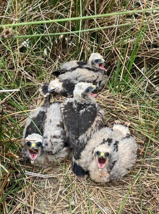 Hen harrier chicks in their nest
