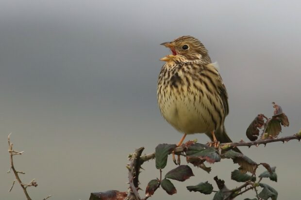 Corn bunting