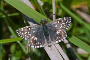 Grizzled skipper