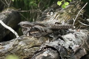 Nightjar