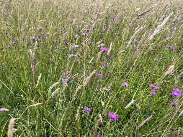 A field of grass with purple flowers on Bistern Farm