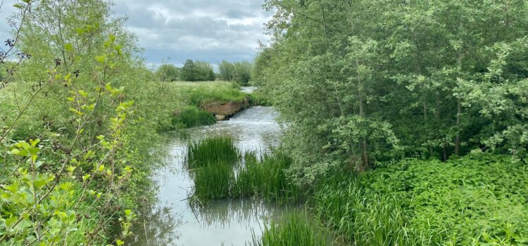 A stream with grass and trees on the Alscot estate