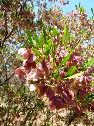 Photo shows the Dodonaea viscosa , a pink flowered cluster which grows from a branch with bright lime coloured leaves. 