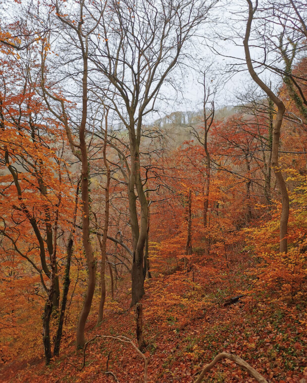 Picture shows a dense woodland in autumn. The trees are a rich orange and red in colour. 