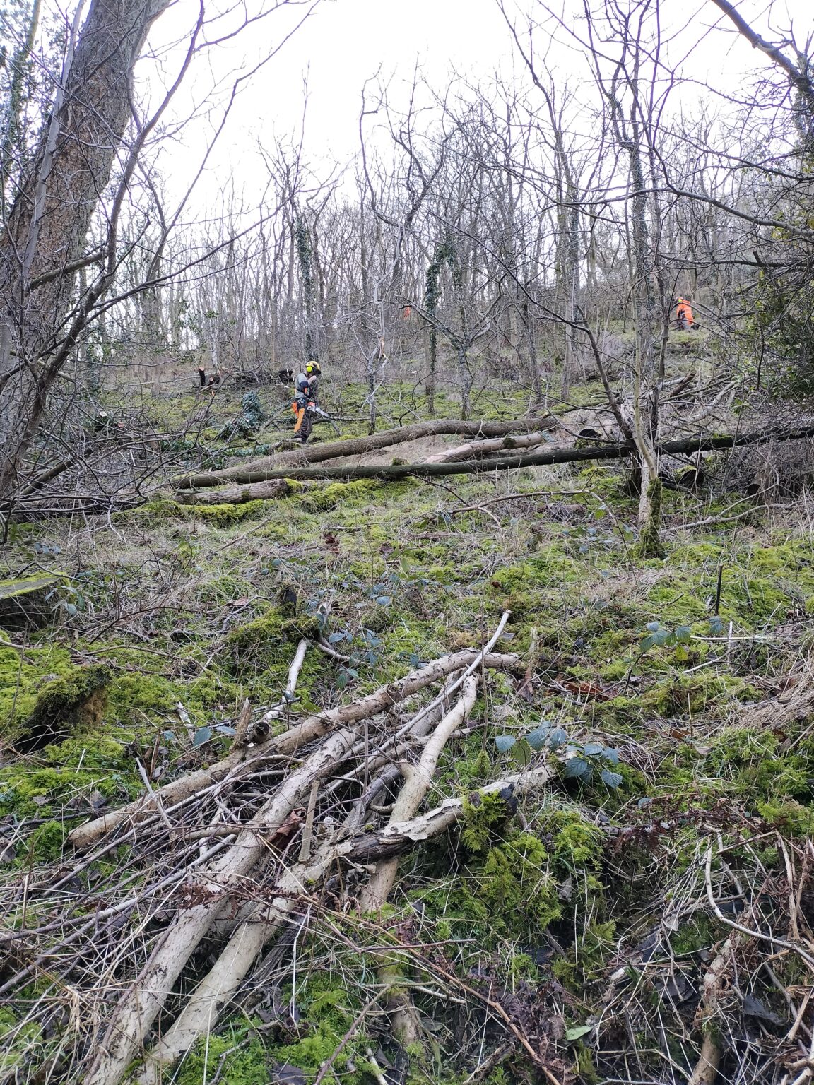 LIFE in the Ravines: planting for the future – Natural England