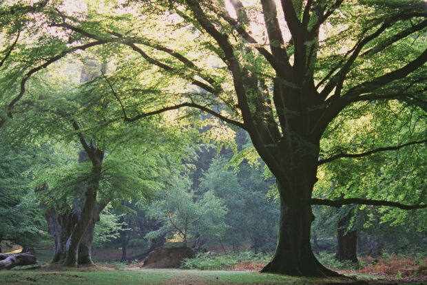 Image shows a large tree standing within a lush green forest.