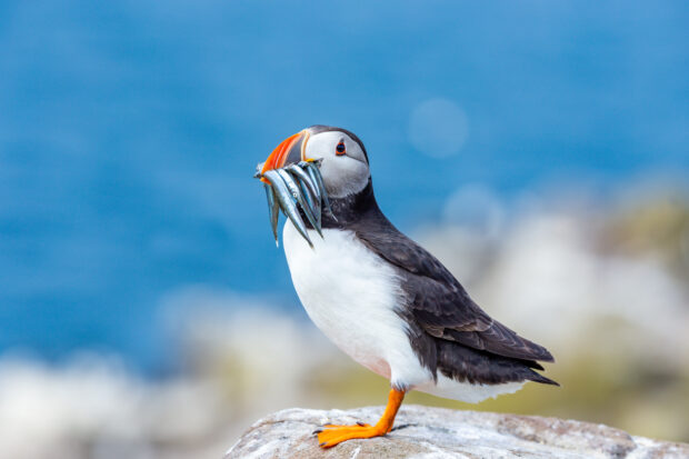 Puffin, atlantic puffin, Scientific name: Fratercula arctica with a beak full of sand eels. Perched on a lichen covered rock. Blue sky background. Facing left. Horizontal