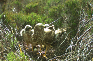 A hen harrier with chicks and eggs in a nest